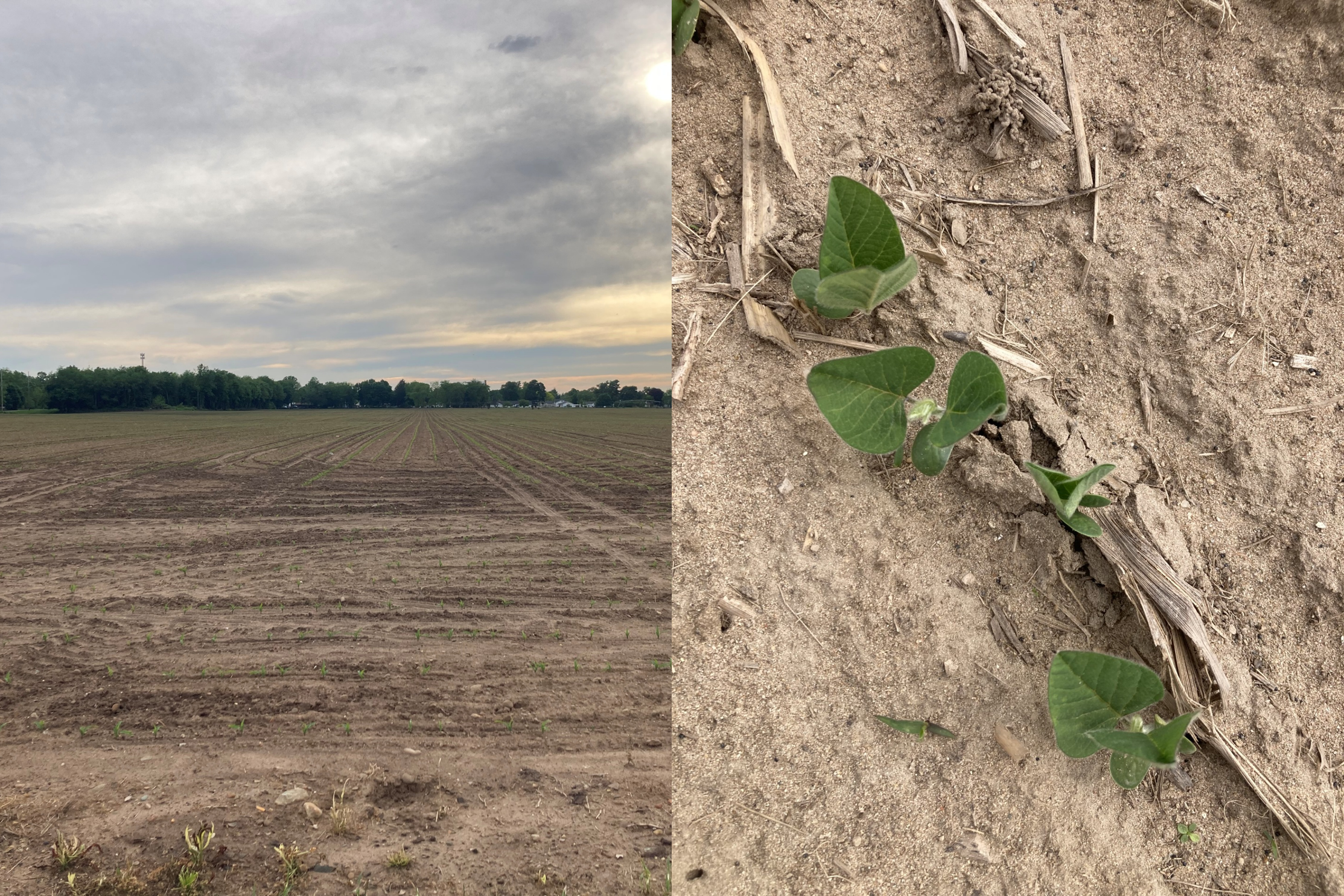A side by side photo with the left side showing a corn field and the right side showing a singular soybean plant.
